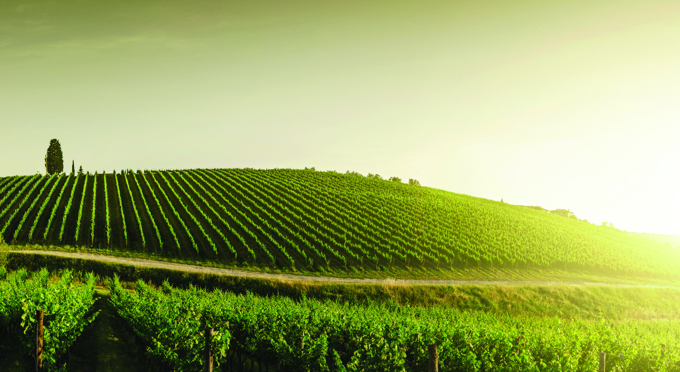vue des vignes